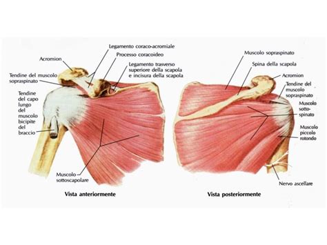 Lesioni Della Cuffia Dei Rotatori Il Blog Del Professore Sandro Rossetti