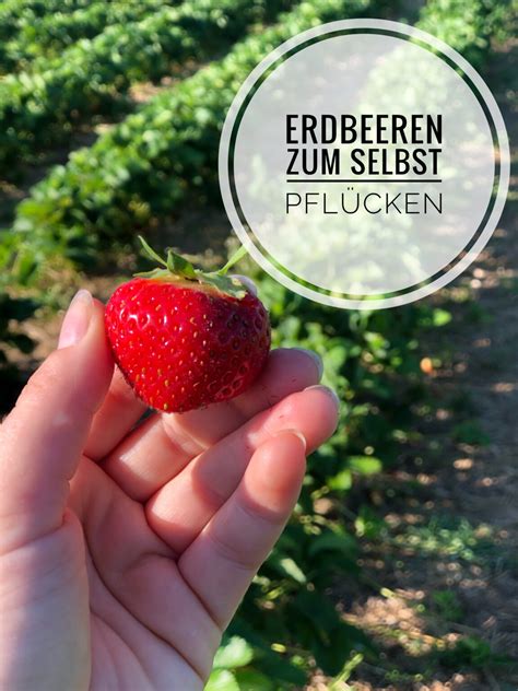 Erdbeeren zum selber pflücken Hofladen Austermann