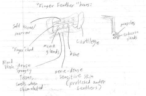 Pegasus Wing Anatomy By Wanderingmagus On Deviantart