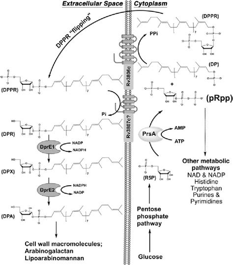 Figure 1 From Biochemical Characterization Of The Mycobacterium