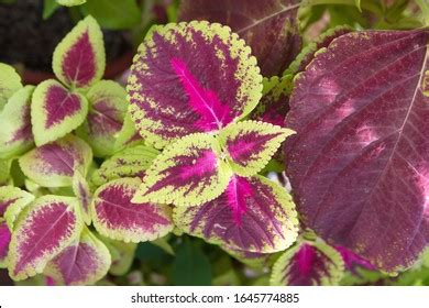 160 Coleus Pumilus Images Stock Photos Vectors Shutterstock