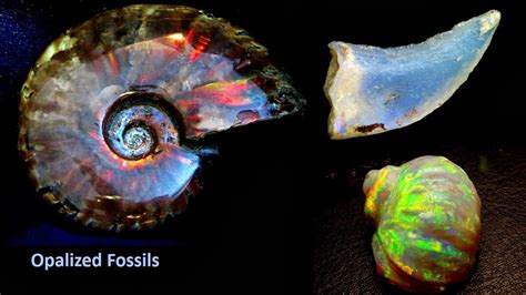 How Do Opalised Fossils Form Geology In