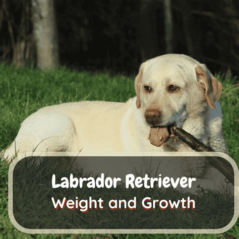 Mastering Labrador Retriever Weight And Growth Labrajoy