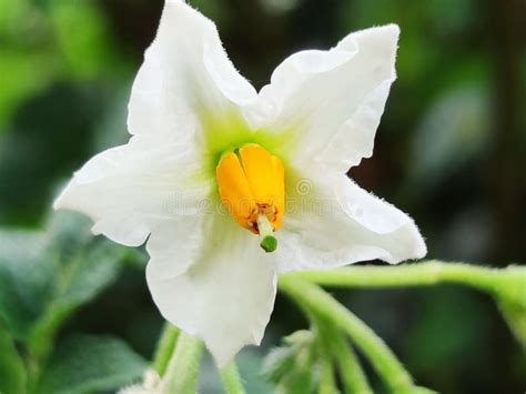 Solanum Tuberosum Flowers Stock Image Image Of Botanical