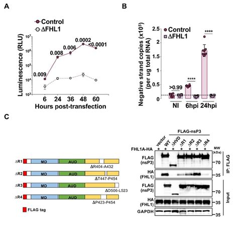 FHL1 Interacts With CHIKV NsP3 And Is Required For CHIKV RNA