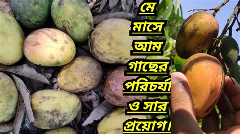 মে মাসে আম গাছের পরিচর্যা ও সার প্রয়োগ।।mango Tree Care And Fertilizer