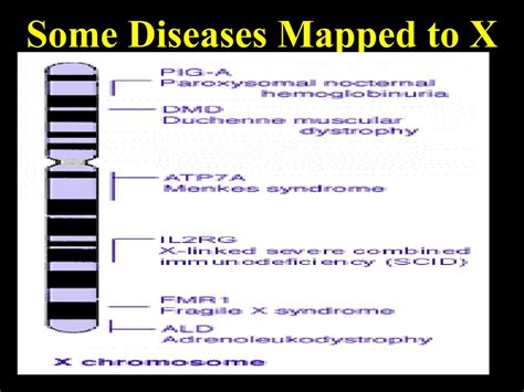 PPT Sex Chromosomes And Nondisjunction Diseases PowerPoint