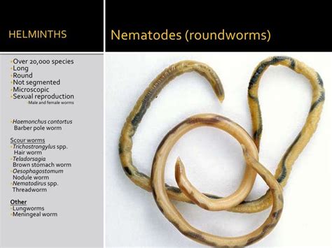 Parasite Control In Sheep