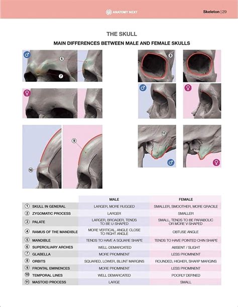 Teenxxx Uldis Zarins Anatomy Of Facial Expression Exonicus English