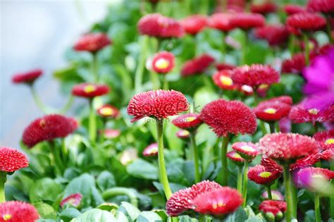 Roadside Red Flowers Picture And Hd Photos Free Download On Lovepik