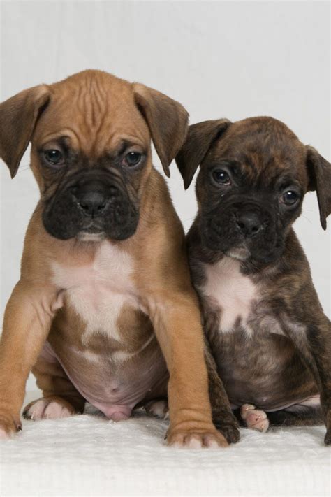 Boxer Puppies 25 Beautiful Boxer Babies Talk To Dogs