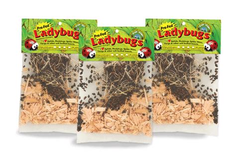 Buy Live Ladybugs Online | Organic Pest Control Delivered Fast