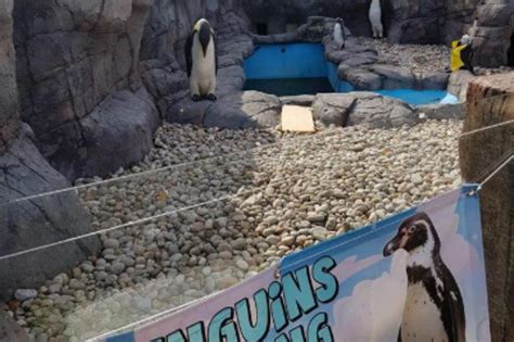 Dierentuin gebruikt valse pinguïns wegens een tekort aan echte - Metrotime