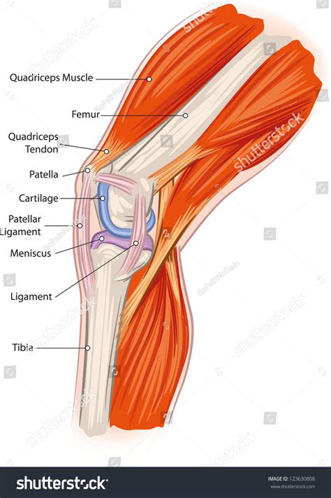 Simplified Anatomy Knee Stock Vector Royalty Free 123630808