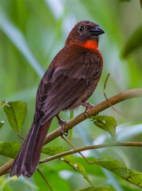 Red Throated Ant Tanager Owen Deutsch Photography