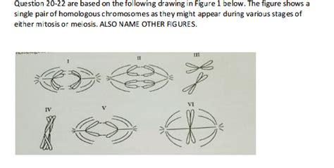 Which Diagram Represents Anaphase I Of Meiosis