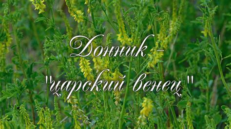 Донник - "царский венец" - YouTube