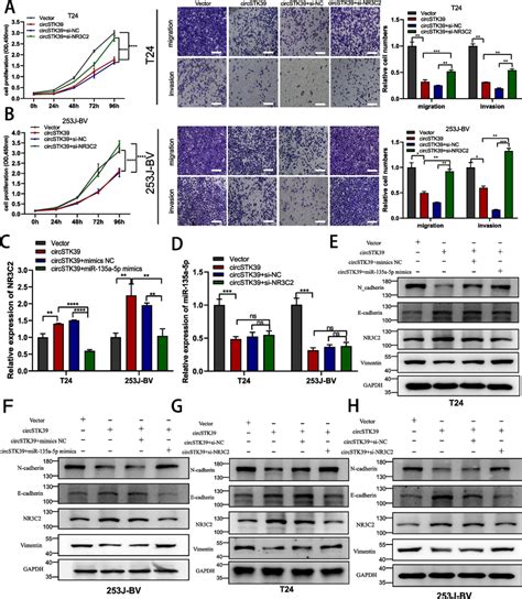 Downregulated Nr C Could Reverse The Effects Of Circstk In Bca