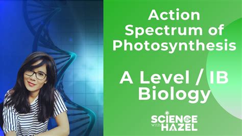 Action Spectrum Of Photosynthesis A Level And Ib Biology Youtube