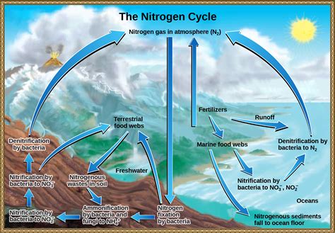 What Are Biogeochemical Cycles Give Examples