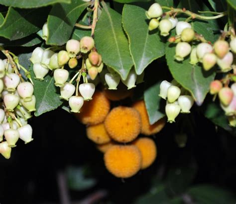 Strawberry Tree (Arbutus Unedo) Growing & Care Guide for Gardeners