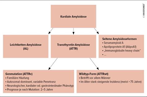 Kardiale Amyloidose Rasche Diagnose Fr Hzeitige Behandlung