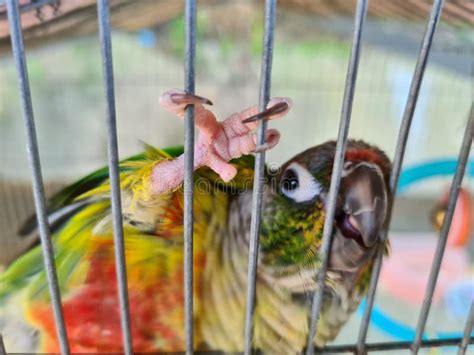 Love birds in a cage stock image. Image of wing, parakeet - 201896389