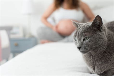 Toxoplasmosis In Cats: Causes, Symptoms, And Treatment | Kingsdale ...