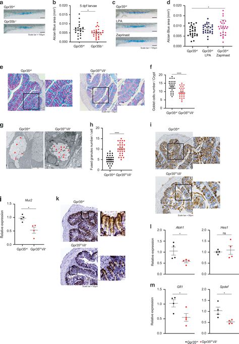 Epithelial Gpr35 Protects From Citrobacter Rodentium Infection By