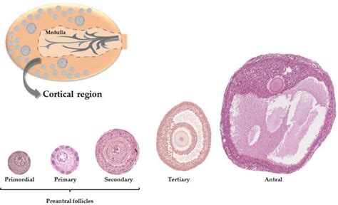 Cryopreservation Of Preantral Follicles Intechopen