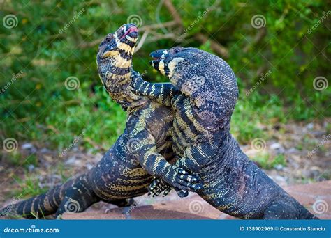 Two Lace Goannas Australian Monitor Lizards Fighting Ferociously Stock