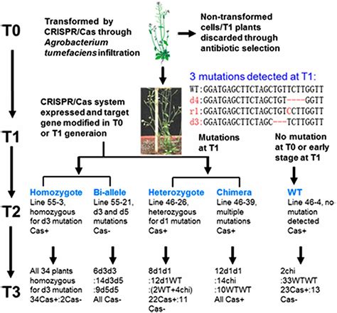 Multigeneration Analysis Reveals The Inheritance Specificity And