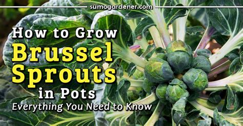 How To Grow Brussel Sprouts In Pots Everything You Need To Know