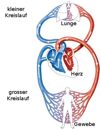 Aufbau Und Funktion Des Blutkreislaufs Gesundheits Wiki