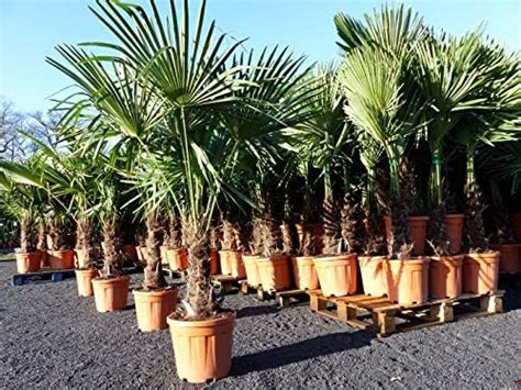 Gruenwaren Jakubik Palme Xxl Cm Phoenix Canariensis Kanarische