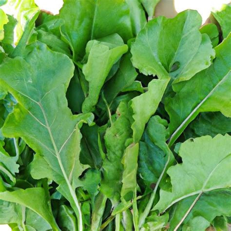 Are Turnip Greens Good For You Exploring The Health Benefits Of Eating Turnip Greens The