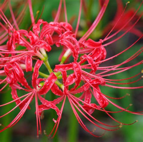 Red Lycoris Radiata Red Surprise Lily Red Magic Lily Red Spider