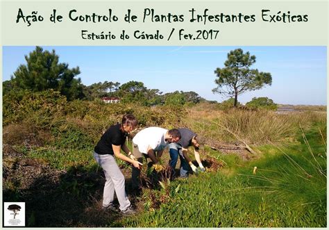 Ação de controle de plantas infestantes exóticas no estuário do Cávado