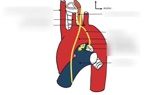 Diagramme De Pneumologie Rapports Gauche De La Trach E Sch Ma