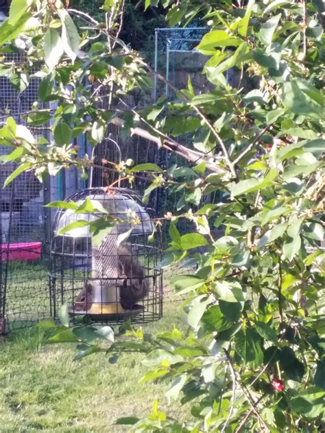 Witch Hazel Hens: Squirrel proof cages