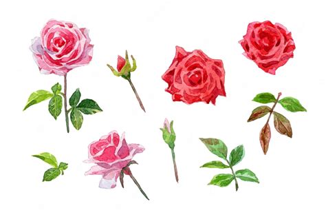 Premium Vector Watercolor Pink Roses And Leaves Collection