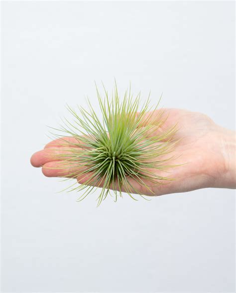 Tillandsia Andreana Online Kaufen Farnwerk Design Lebt