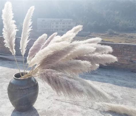 Stems Grey Pampas Grass Dried Flowers Pampas Grass Natural Dried