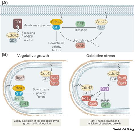 Stress Induced Cell Depolarization Through The Map Kinasecdc Axis