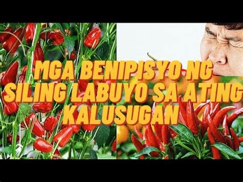 Mga Benepisyo Ng Siling Labuyo Sa Ating Kalusugan Alamin Natin Ito