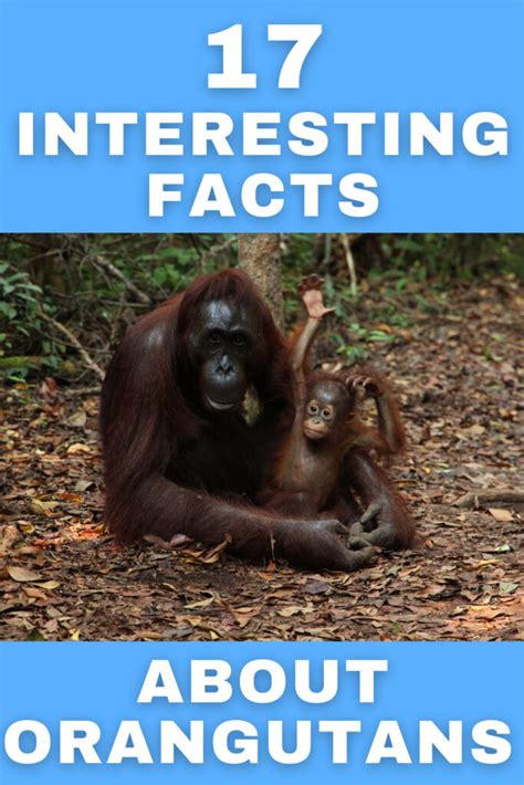 17 Interesting Facts About Orangutans They Are Humans Cousins And