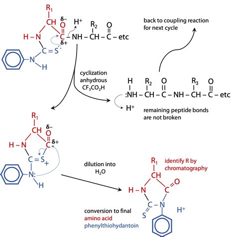 What Is Formed From The Breakdown Of Amino Acids At Celestina Wooten Blog