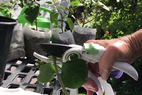 How To Propagate Bougainvillea From Cuttings