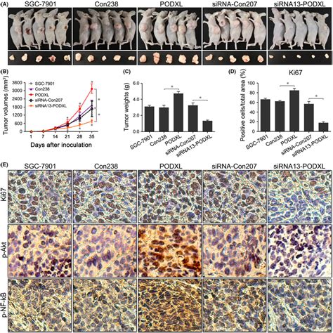 Restoring Podocalyxinlike Protein Podxl Expression Promoted