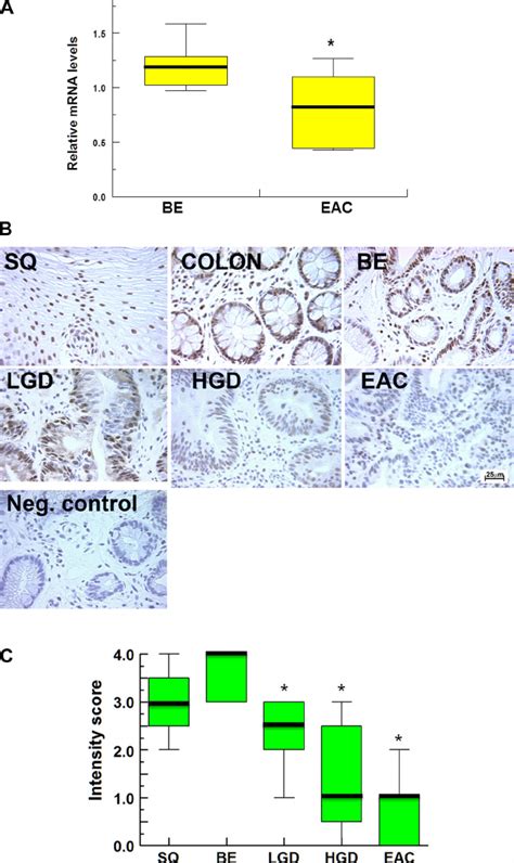 Beclin 1 Expression In Human Tissues A Represents Relative Mrna Levels